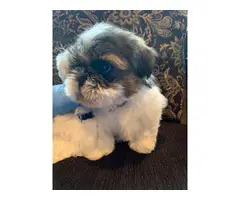 2 males Shihtzu puppies for sale - 3
