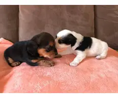 Two little Doxle puppies for sale