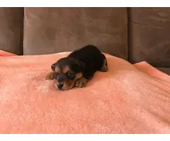 Two little Doxle puppies for sale
