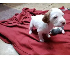 AKC Brittany Spaniel puppies for sale