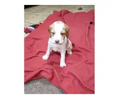 AKC Brittany Spaniel puppies for sale - 2