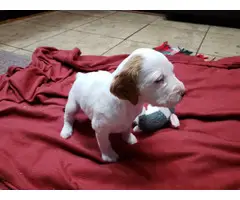 AKC Brittany Spaniel puppies for sale - 3