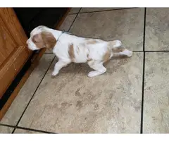 AKC Brittany Spaniel puppies for sale - 6