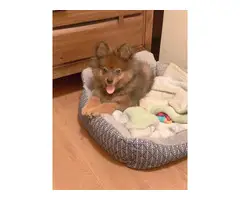 Purebred Pomeranian puppy for sale