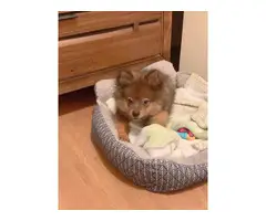 Purebred Pomeranian puppy for sale - 2