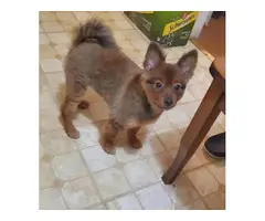 Purebred Pomeranian puppy for sale - 4