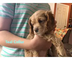 5 Gorgeous Cocker Spaniel Puppies for sale - 5