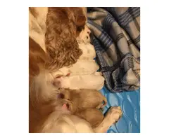 5 Gorgeous Cocker Spaniel Puppies for sale - 7