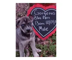 1 Female and 1 Male Blue eyed Shepsky puppies for sale