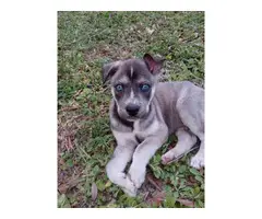 1 Female and 1 Male Blue eyed Shepsky puppies for sale - 2