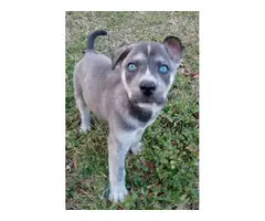 1 Female and 1 Male Blue eyed Shepsky puppies for sale - 4