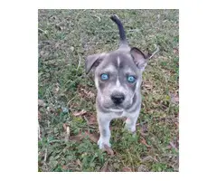 1 Female and 1 Male Blue eyed Shepsky puppies for sale - 5