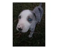 1 Female and 1 Male Blue eyed Shepsky puppies for sale - 7
