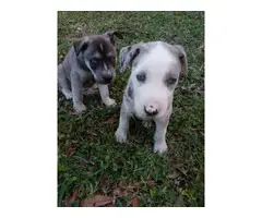 1 Female and 1 Male Blue eyed Shepsky puppies for sale - 8