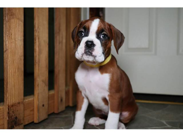 Boxer puppies for sale Fort Worth Puppies for Sale Near Me