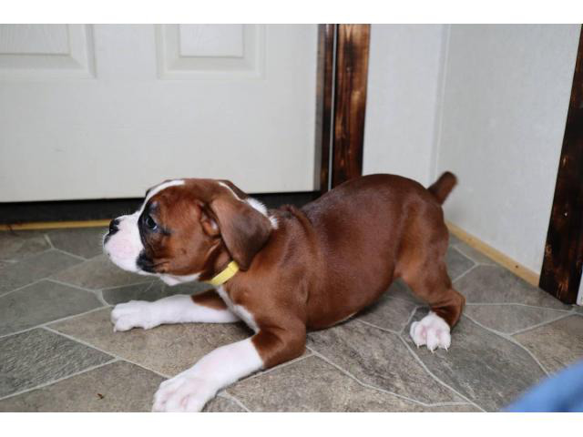 boxer puppies for sale in az