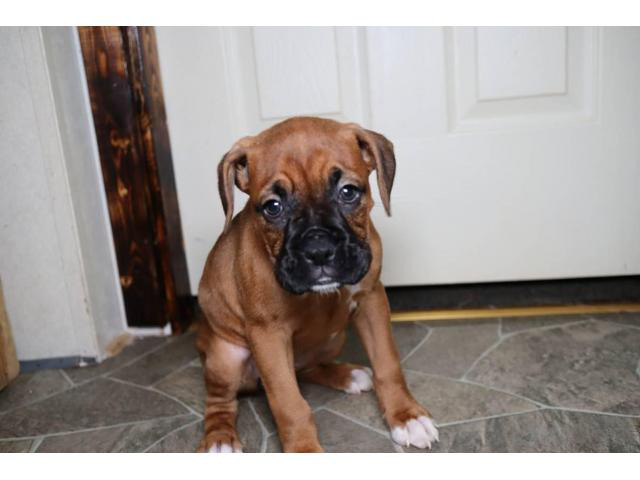 boxer puppies for sale in ga