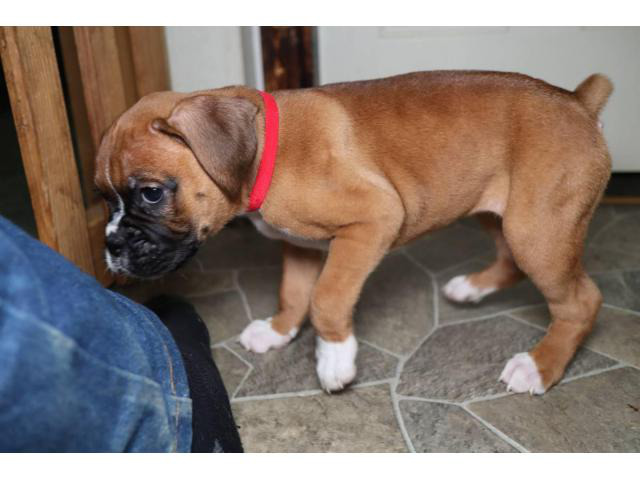 cheap or boxer puppies for sale near me