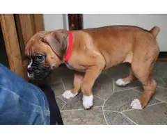 Boxer puppies for sale - 7