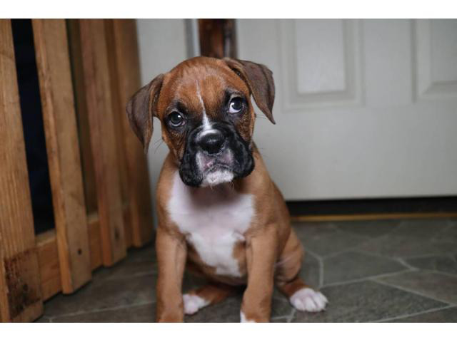 boxer puppies for sale washington