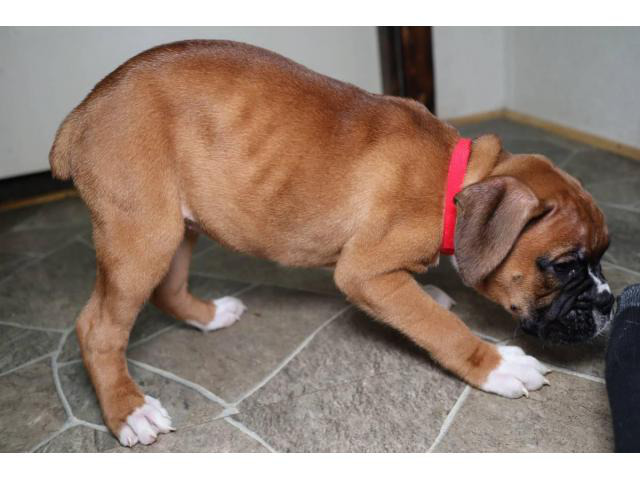 Boxer puppies for sale Fort Worth Puppies for Sale Near Me