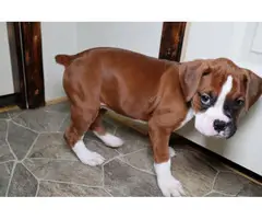 Boxer puppies for sale - 10