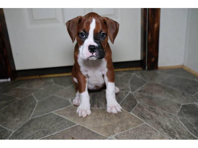 boxer puppies for sale near me cheap