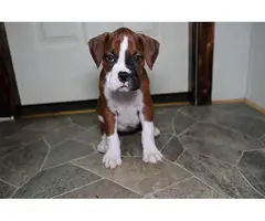 Boxer puppies for sale - 12