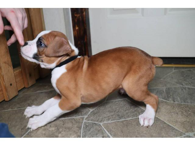 boxer puppies for sale south carolina
