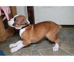 Boxer puppies for sale - 13