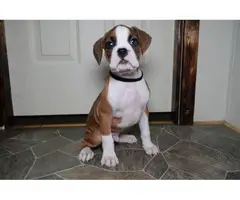 Boxer puppies for sale - 14
