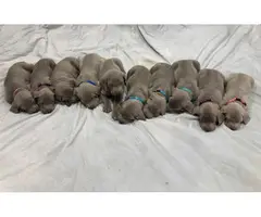 Beautiful AKC Weimaraner puppies for sale