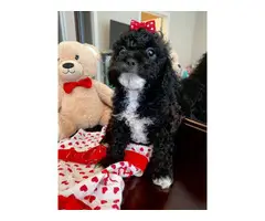 Female Toy Poodle Puppy for Sale