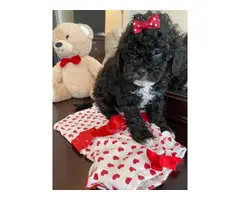 Female Toy Poodle Puppy for Sale - 2