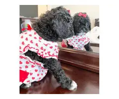 Female Toy Poodle Puppy for Sale - 3