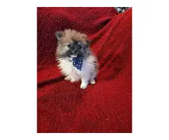 2 male 2 female Pomeranian puppies for sale