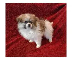 2 male 2 female Pomeranian puppies for sale - 2