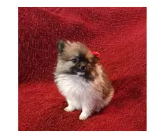 2 male 2 female Pomeranian puppies for sale - 3