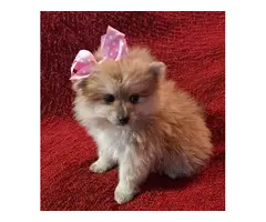 2 male 2 female Pomeranian puppies for sale - 4
