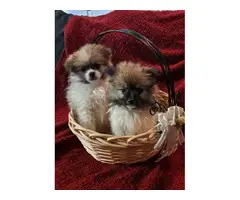 2 male 2 female Pomeranian puppies for sale - 5