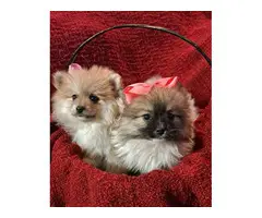 2 male 2 female Pomeranian puppies for sale - 6
