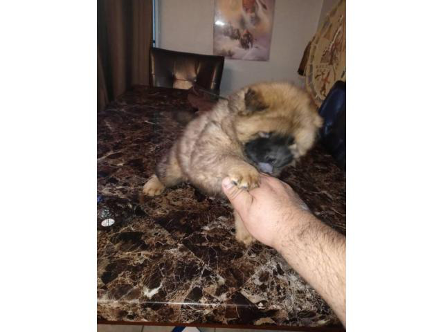 2 AKC Chow Chow puppies Albuquerque Puppies for Sale Near Me