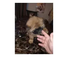 2 AKC Chow Chow puppies - 2