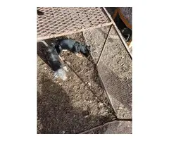3 Chiweenie/Schnauzer puppies