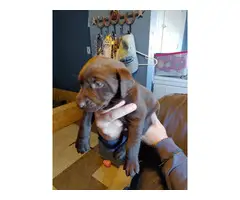 5 female AKC chocolate lab puppies for sale - 1