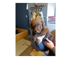 5 female AKC chocolate lab puppies for sale - 3