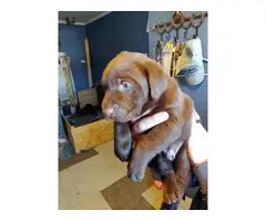 5 female AKC chocolate lab puppies for sale - 4