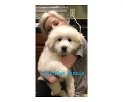 11 weeks old Pyrenees puppies for sale - 1