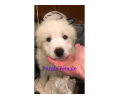 11 weeks old Pyrenees puppies for sale - 3