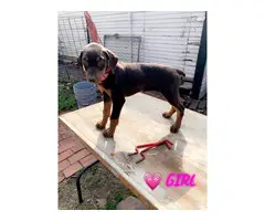 3 female AKC Red Dobermans Puppies for Sale